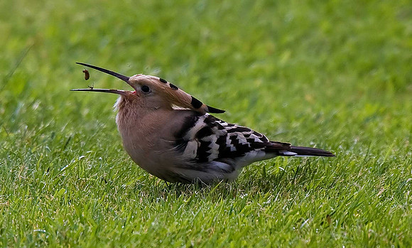 Hoopoe