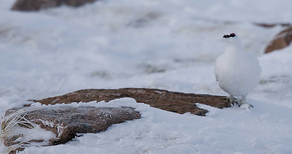 Ptarmigan