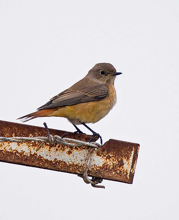 Redstart