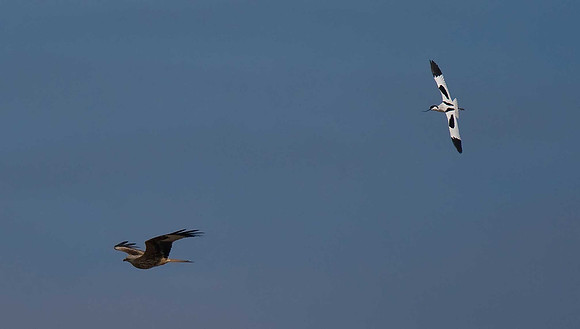 Red Kite