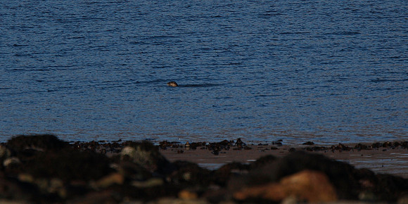 Otter