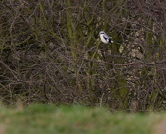 Great Grey Shrike