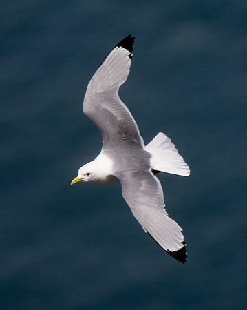 Kittiwake