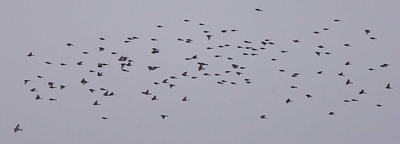 Twite/Snow Bunting flock