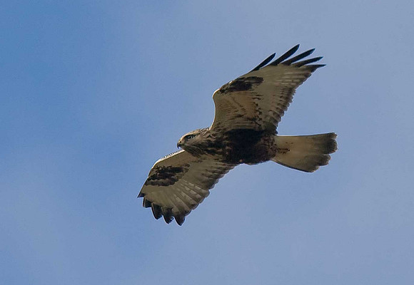 Rough-legged Buzzard
