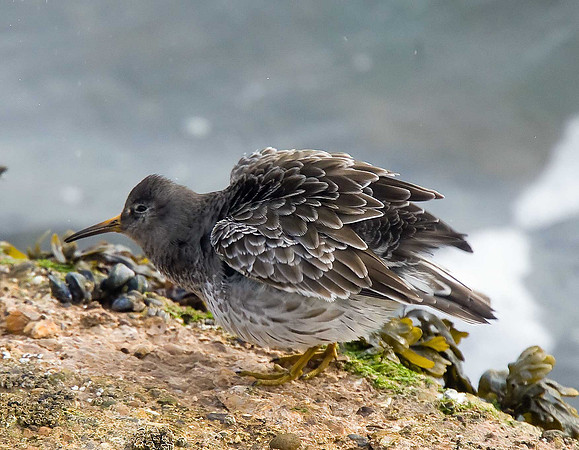 Purple Sandpiper