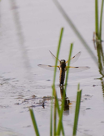 Dragonfly sp