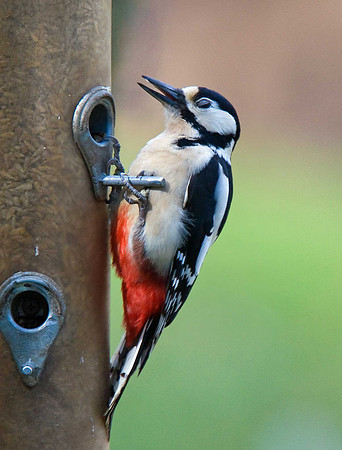 Great-spotted woodpecker