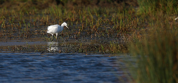 Little Egret