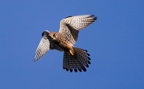 Kestrel