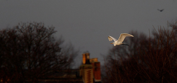 Great White Egret