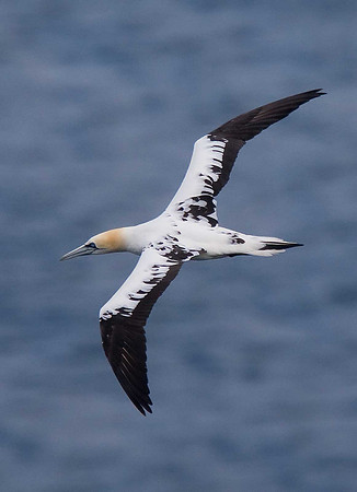 Gannet