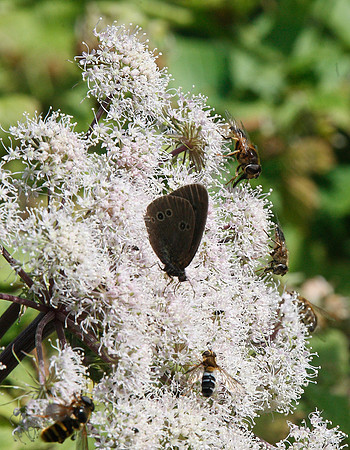 Ringlet