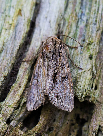 Unknow moth