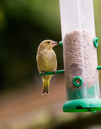 Greenfinch