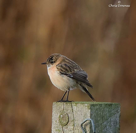 Siberian Stonechat