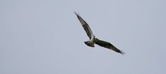 Osprey