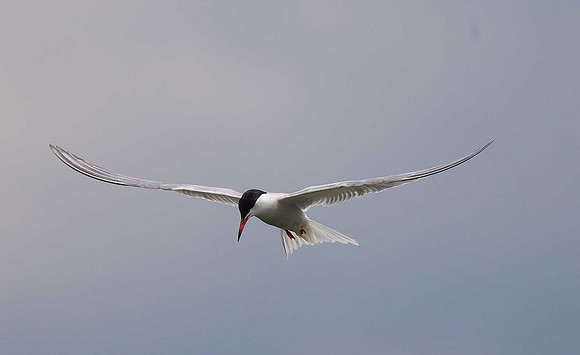 Common Tern