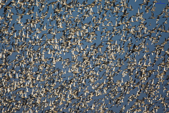 Mainly Black-tailed Godwit