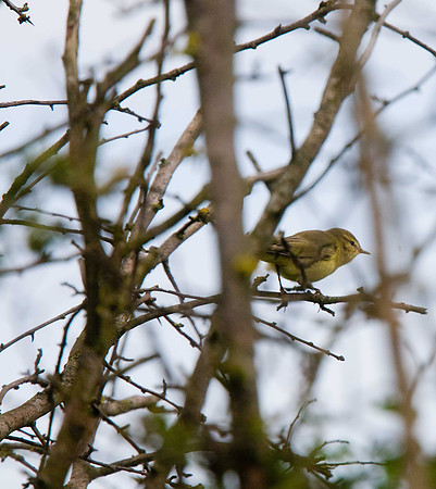 Willow Warblers