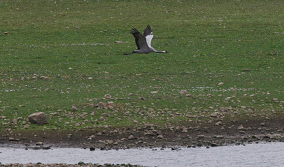 Common Crane