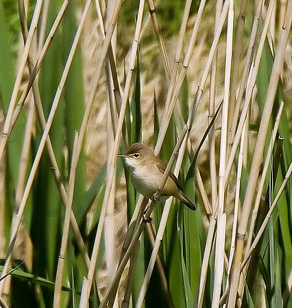Reed Warbler