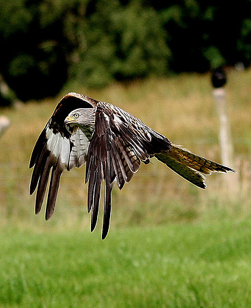 Red Kite