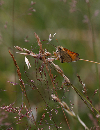 Small Skipper