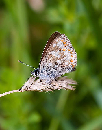 Common Blue