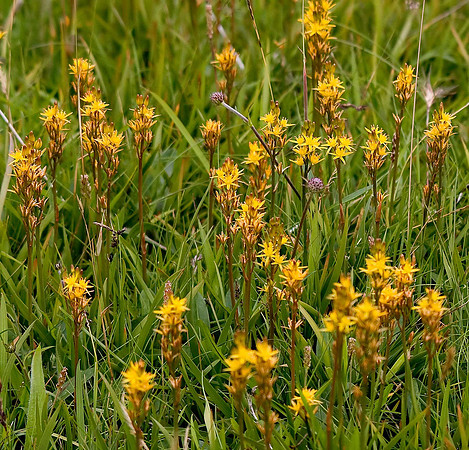 Bog Asphodel Unst