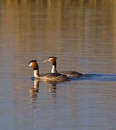 Great Crested Grebe