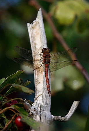 Common Darter