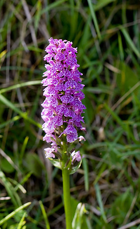 Common Spotted BMQ