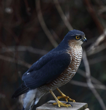 Sparrowhawk
