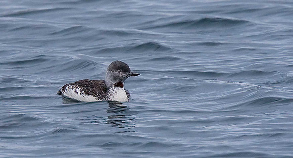 Red-throated Diver