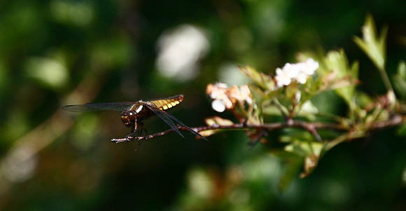 Broad-bodied Chaser