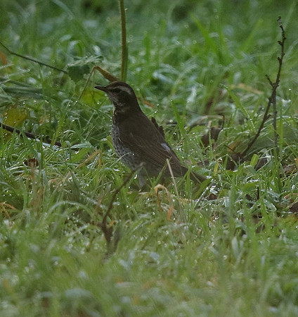 Dusky Thrush