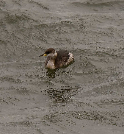 Red-necked Grebe