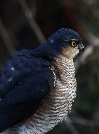 Sparrowhawk