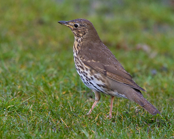 Song Thrush