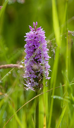 Common Spotted Orchid. High Hauxley