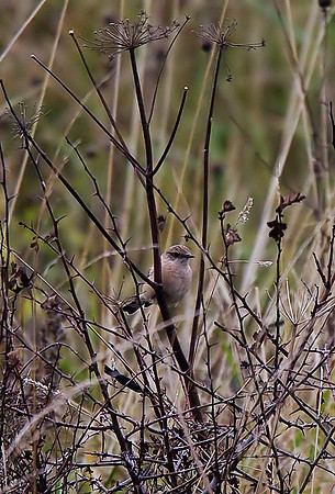 Siberian Stonechat