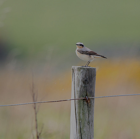 Wheatear