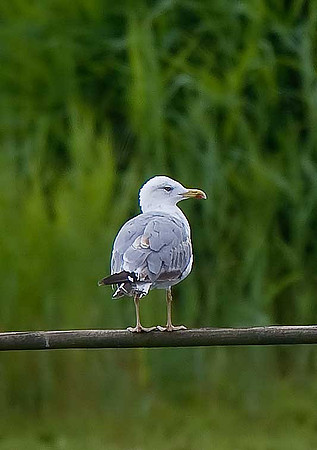 Yellow-legged Gull