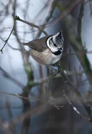 Crested Tit