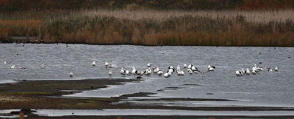 Spot the Spoonbill