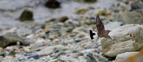 Wheatear