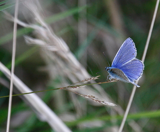 Common Blue