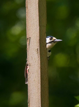 Great-spotted Woodpecker
