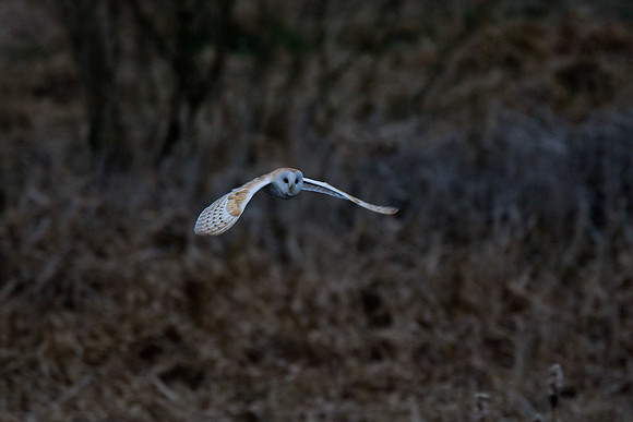 Barn Owl